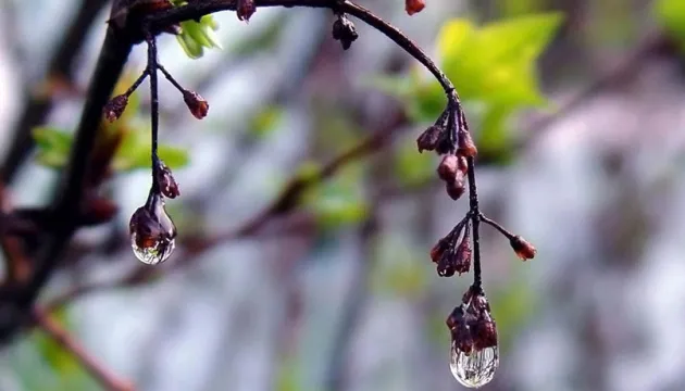 Мокро і прохолодно: погода в Луцьку на середу, 15 квітня