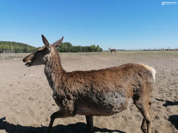 На оленячу ферму привезли дві сотні оленів з Балтійських країн (фото)