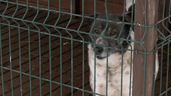 Як переживають зиму тварини у луцькому КП «Ласка» (відео)