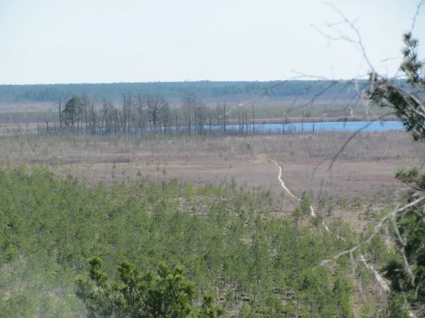 Всесвітній день водно-болотних угідь: що відомо про Черемське болото на Волині (фото)