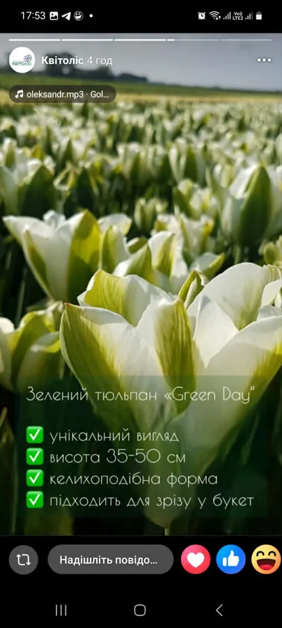 Вперше в Україні: на фестивалі тюльпанів на Волині презентують екзотичний сорт