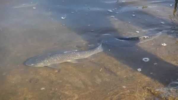 В головну водойму Ковеля «запустили» майже 1 тонну білого амура (фото)