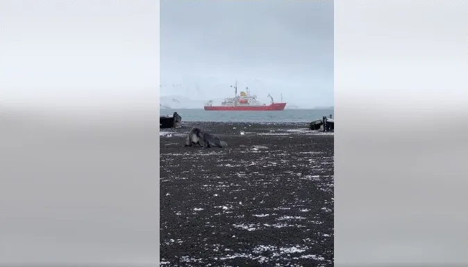 «Не такі милі, як домашні»: полярники показали, як сперечаються морські котики (відео)