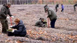 На Волині висадили тисячі дубів та сосен (фото)