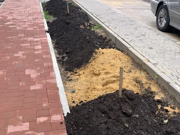 На проспекті Волі у Луцьку почали висаджувати дерева (фото)