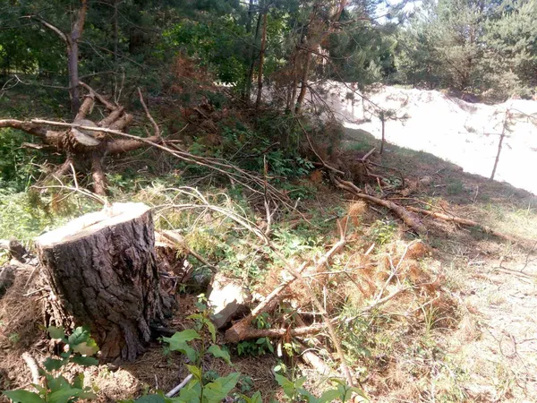 Самовільно добували пісок та різали дерева: на Волині виявили екопорушників (фото, відео)