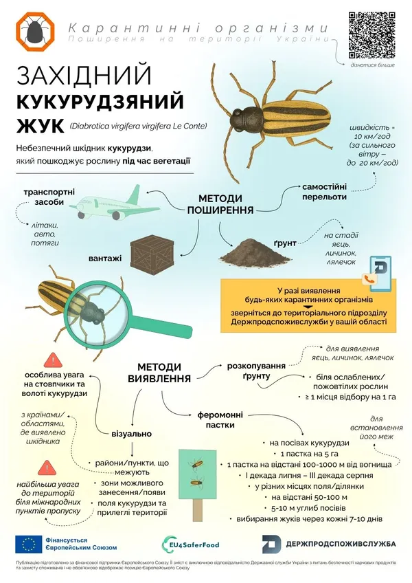 Перетворює стебло на «гусячу шию» і нищить врожай: на Волині попередили про небезпечного шкідника