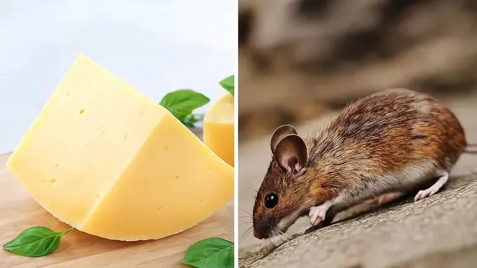 Як зрозуміти, що в будинку є миші