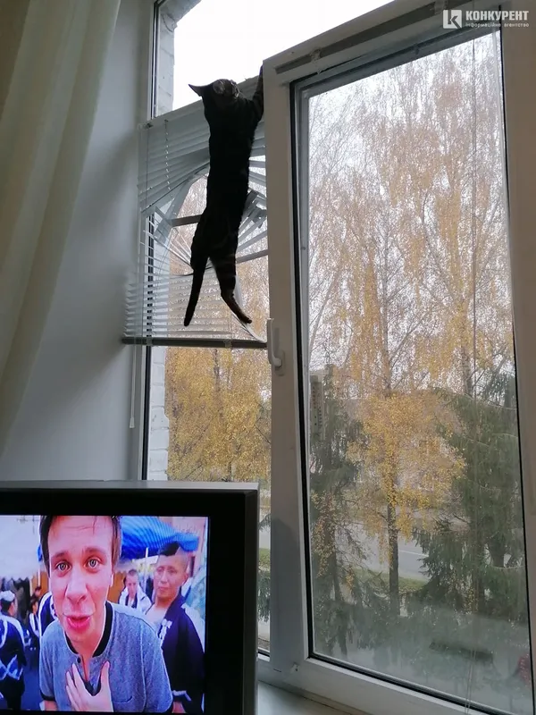 Затишок у домі чи коти