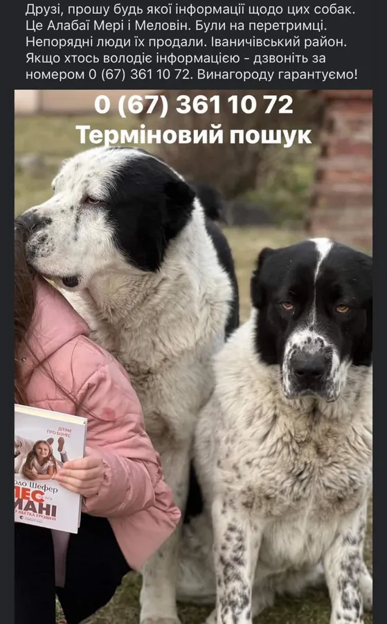 На Волині військовий віддав на перетримку двох алабаїв, а вони безслідно зникли
