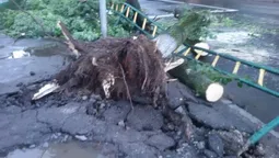 Що наробила негода в Луцьку  (фото, відео)
