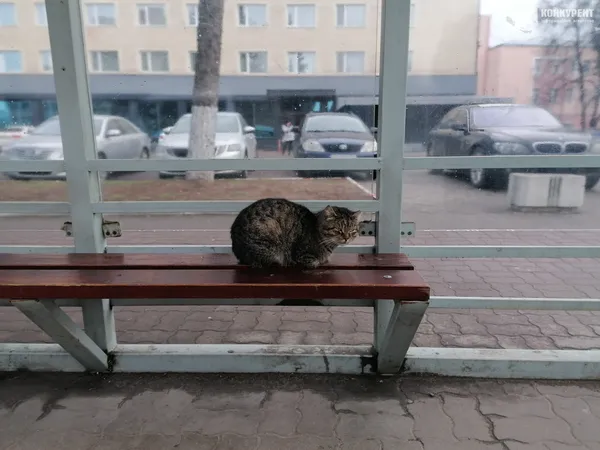 Один день з життя Луцька у фото