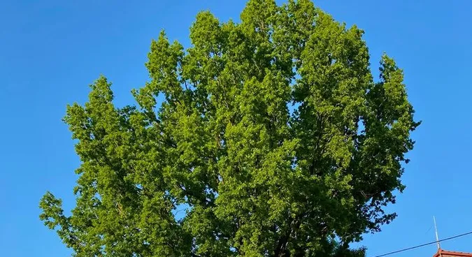 У Луцьку знайшли, ймовірно, найстаріше дерево міста (фото)