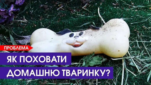 Як у Луцьку легально поховати тварину