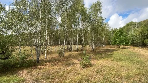 Ліс, Стир і 400-річний дуб: як живе село Куликовичі на Волині (фото, відео)