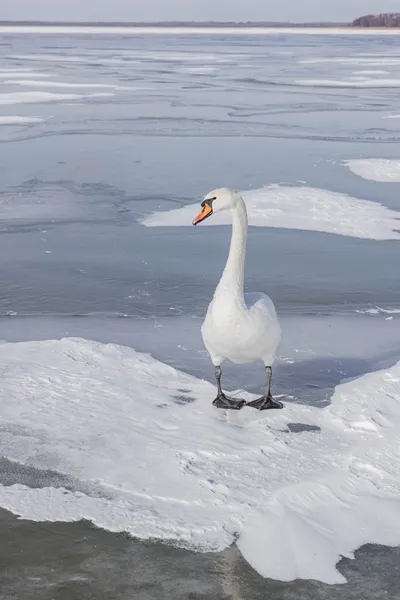 Суворі морози і крига на озерах: як зимують лебеді в нацпарку на Волині (фото)