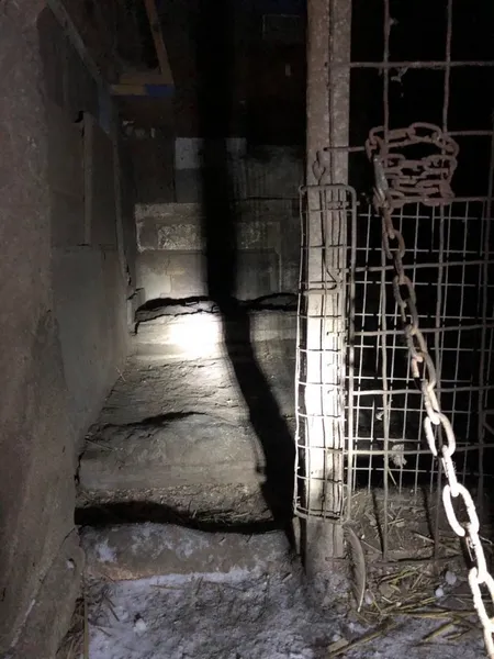 У Нововолинську чоловік у сараях тримав 12 вівчарок, серед них вже виявили крадену (фото, відео)