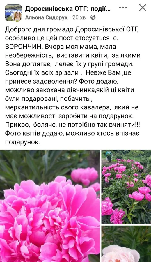 У селі на Волині в жінки вкрали усі півонії, якими вона похизувалася у фейсбуці