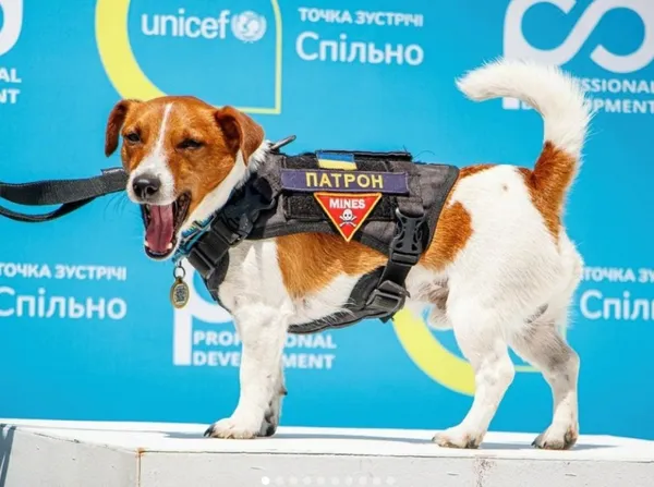 Пес Патрон і компанія: історії тварин, що стали відомими під час війни (фото)