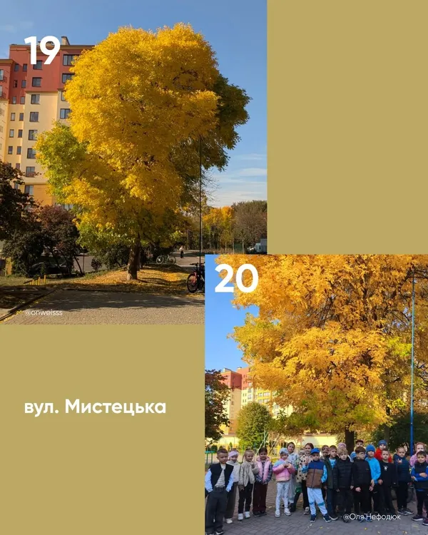 У Луцьку обирають найкрасивіше дерево міста (фото)