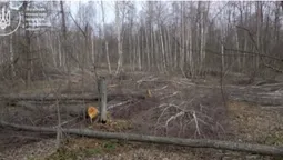Скандал на Волині: у нацпарку незаконно зрубали 362 дерева (фото)