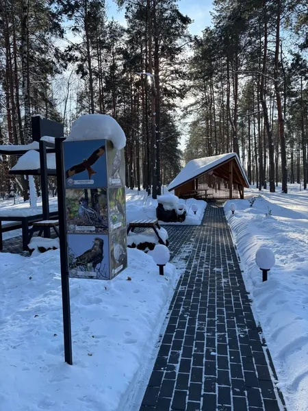 Лід, ліс і тиша: як відпочити у Шацькому нацпарку взимку (фото)