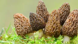 Коштують тисячі доларів: 5 найдорожчих у світі грибів (фото)