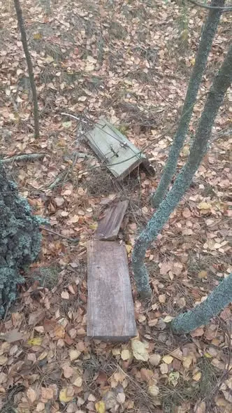 У нацпарку на Волині знайшли браконьєрські пастки на куницю (фото)