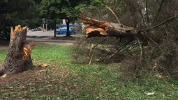 У Луцьку буревій повалив дерево (фото)
