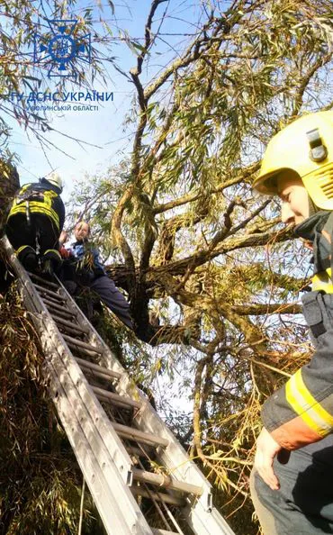 На Волині зняли з дерева чоловіка, який травмувався, обрізуючи гілки (фото)