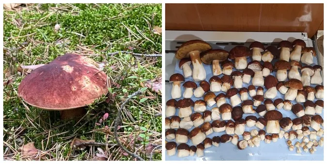 🍄 У якому лісі на Волині назбирали повний кошик білих грибочків (фото)