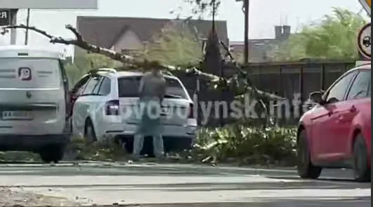 У Нововолинську дерево впало на автівку під час руху (відео)