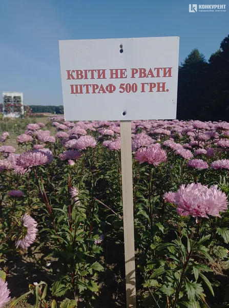 Розпочався фестиваль квітів «Осінь у Волинській Голландії» (фото)