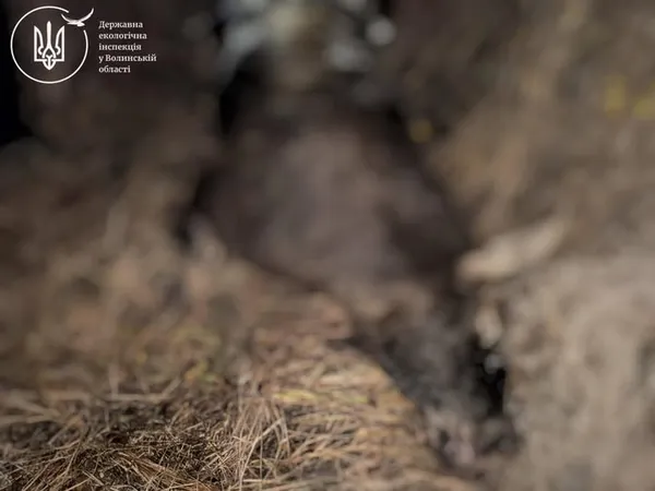На Волині біля траси знайшли мертвого лося (фото)