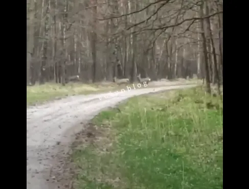 У Звірівському лісництві на дорозі помітили оленів (відео)
