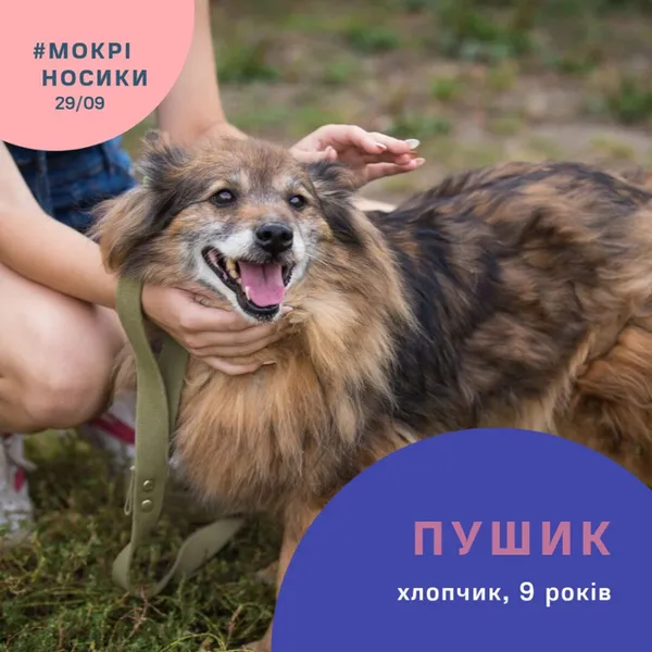 Безпритульні собаки у всій красі: показали учасників фестивалю «Мокрі носики» (фото)