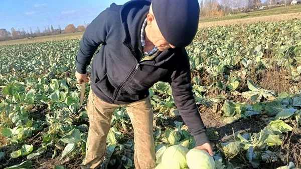 Син почав справу, а тепер – на війні: як подружжя з Волині вирощує капусту (фото, відео)
