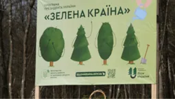 Зелена країна: як Україна відновлює та оберігає ліси під час війни (фото)