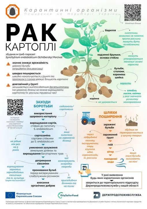 Може знищити врожай: як розпізнати рак картоплі