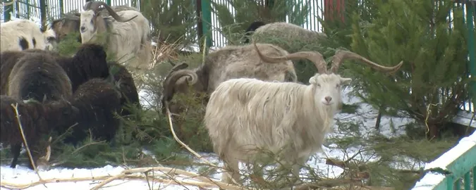 На корм і «хащі» для мешканців зоопарку: як у Луцьку утилізують ялинки
