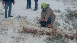 Заблокувало рух транспорту: у Луцькому районі на дорогу впало дерево (фото)