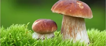 Грибний бум у лісі: чи віщує щедра осінь холодну зиму (фото)
