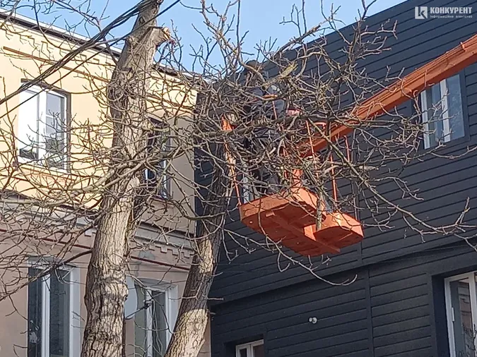 У центрі Луцька зрізали здорове дерево, щоб врятувати квартиру від підтоплення (фото)