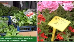 На ринку у Луцьку – ажіотаж на розсаду та квіти: які ціни (відео)