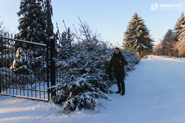 Під Луцьком уже почали продавати ялинки: які і за скільки можна купити (фото)