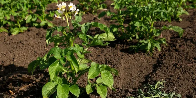 У квітні чи в травні: коли краще саджати картоплю та який спосіб краще
