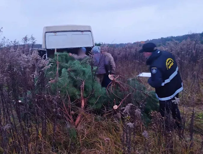 Свято наближається: на Волині спіймали чоловіків, як вирубували сосни (фото)