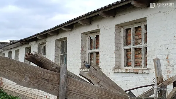 Вівці з Донеччини помирають на Волині: чому отара опинилася зимувати просто неба (фото)