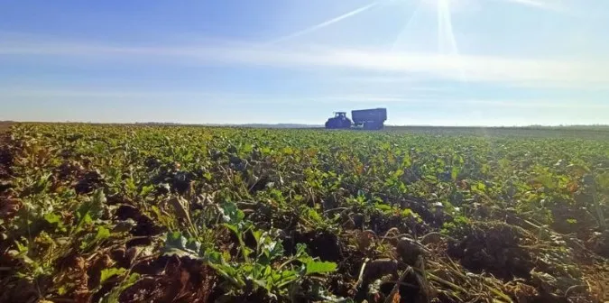 Вага одного – 1,5–2 кілограми: на Волині збирають врожай цукрового буряка (фото)