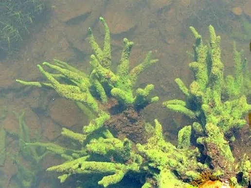 Ні рослина, ні гриб: в Хрінниках біля води  істоту (фото)